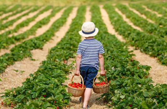Strawberry-picking